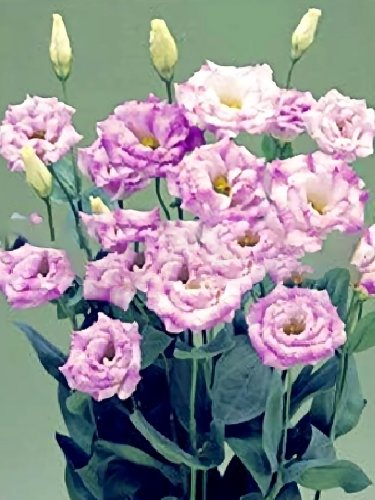 Fresh Eustoma Light Puple White Stripes Double Flowers Seeds