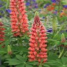 Fresh 100PCS Russell Luplne Lupinus Seeds Orange Color