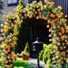 Fresh 100PCS Garden Rose Seeds Big Double Flowers Climbing Plants