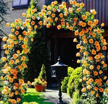Fresh 100PCS Garden Rose Seeds Big Double Flowers Climbing Plants