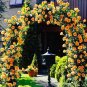 Fresh 100PCS Garden Rose Seeds Big Double Flowers Climbing Plants
