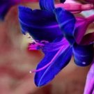 Fresh Beautiful Day Lily Flowers Dark Blue Seeds