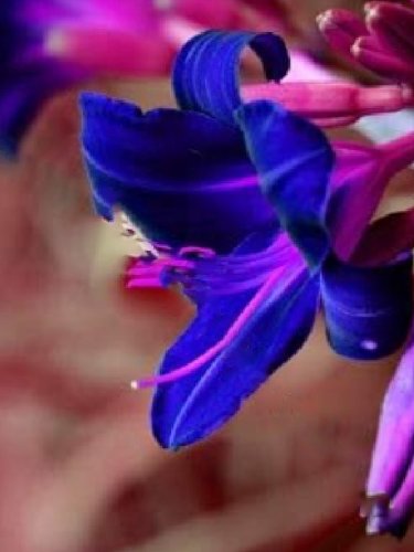 Fresh Beautiful Day Lily Flowers Dark Blue Seeds