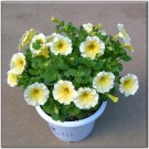 Fresh 100% Genuine Heirloow Yellow Petunia Flower Seeds 200 Seeds annual e z to grow