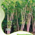 Fresh Apium Graveolens Red Stem Celery Vegetable Hybrid 30 Seeds Safety Vegetables