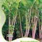 Fresh Apium Graveolens Red Stem Celery Vegetable Hybrid 30 Seeds Safety Vegetables