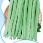 Fresh Green Kidney Bean Vegetable Seeds Original Pack 25 Seeds/Pack Tasty Seeds