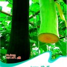 Fresh Varietal China Pumpkin Seeds Conglutinin Vegetables Cutting Pumpkin 8 Seeds