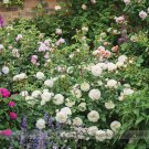 Fresh Tranquillity Radiant Ravishing Pure White Fragrant Rose Flower Seeds 50 Seeds