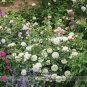 Fresh Tranquillity Radiant Ravishing Pure White Fragrant Rose Flower Seeds 50 Seeds