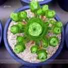 Fresh Cluster of Greenovia Drodentalis Succulent Seeds 10 Seeds/Pack True Variety