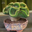 Fresh Perennial Austrocylindropuntia Succulent Seeds 10 Seeds/Pack 100% True Variety