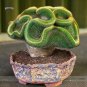 Fresh Perennial Austrocylindropuntia Succulent Seeds 10 Seeds/Pack 100% True Variety