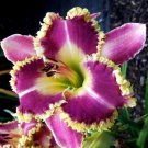 Fresh Hemerocallis Middendorffii Purple Golden Flowers Seeds