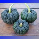 Fresh Black Futsu Squash Vegetable Seeds 10 Seeds/Pack Flavourful Pumpkin Seeds