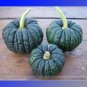 Fresh Black Futsu Squash Vegetable Seeds 10 Seeds/Pack Flavourful Pumpkin Seeds