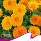 Fresh Calendula Orange Marigold Flower Seeds 30 Seeds/Pack Annual Seeds