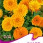 Fresh Calendula Orange Marigold Flower Seeds 30 Seeds/Pack Annual Seeds