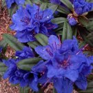 Fresh Azalea Blue Seeds