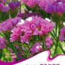 Fresh Purple Forgot Me Not Limonium Sinuatum Seeds 30 Seeds Statice Purple Dry Flower