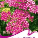 Fresh Red Achillea Millefolium Common Yarrow Flower Seeds 50 Seeds/Pack