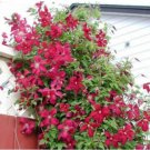 Fresh 100PCS Clematis Climbing Plants Seeds Red Color