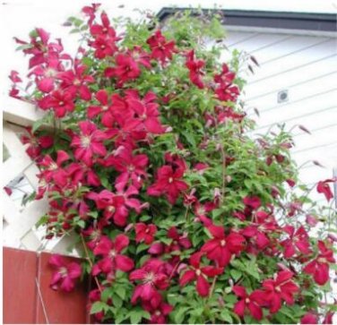 Fresh 100PCS Clematis Climbing Plants Seeds Red Color