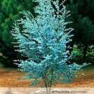 Fresh 50 seeds / pack Cider Gum Eucalyptus Seeds Myrtaceae Eucalyptus Gunnii