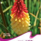 Fresh 1 Original Pack 10 seeds / pack Red Hot Poker Hybrids Kniphofia Uvaria Hybrids