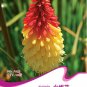 Fresh 1 Original Pack 10 seeds / pack Red Hot Poker Hybrids Kniphofia Uvaria Hybrids