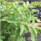 Fresh 100PCS ashwagandha Seeds