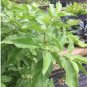 Fresh 100PCS ashwagandha Seeds