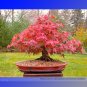 Fresh Office Decor Japanese Red Maple Hybrid Seeds 20 Seeds/Pack Grow Your Own Tree