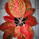 Fresh Aglaonema Pink Dud Seeds