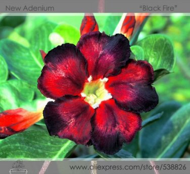 Fresh Black Fire Adenium Obesum Seeds 2 Seeds / Pack Perennial Desert Rose