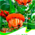 Fresh Flower Goddess Burner Pumpkin Vegetables Seeds Original Pack 5 Seeds / Pack