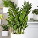 Fresh 100PCS Houseplant Zamioculcas zamiifolia Fern Arum Seeds