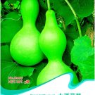 Fresh Lagenaria Siceraria Big Wine Spoon Bottle Gourd Seeds 5 Seeds/Pack