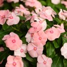 Fresh Vinca Peach Pink Seeds