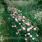Fresh Queen of Sweden Pink Rose Shrub Flower Seeds 50 Seeds Light Fragrant Flowers