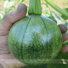 Fresh Tatume Summer Squash Vegetables Seeds 10 Seeds/Pack Great Curcurbita Pepo