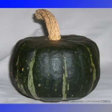 Fresh The Standard Buttercup Squash Vegetables Seeds 10 Seeds Burgess Strain Seeds