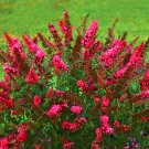 Fresh Butterfly Bush Seeds