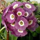 Fresh Primula Auricula Taffeta professional pack 15 Seeds TS317T