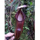 Fresh Nepenthes Bongso Seeds professional pack 2 Seeds black nepenthes mirabilis