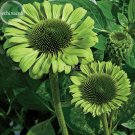 Fresh Green Jewel Echinacea Coneflower 100 Seeds 2 layer of green