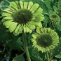 Fresh Green Jewel Echinacea Coneflower 100 Seeds 2 layer of green