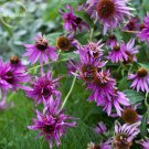 Fresh Jiguan Purple Echinacea Coneflower 100 Seeds 3 layer purple outer
