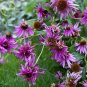 Fresh Jiguan Purple Echinacea Coneflower 100 Seeds 3 layer purple outer