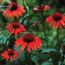Fresh Big Sky Fire Red Echinacea Coneflower 100 Seeds